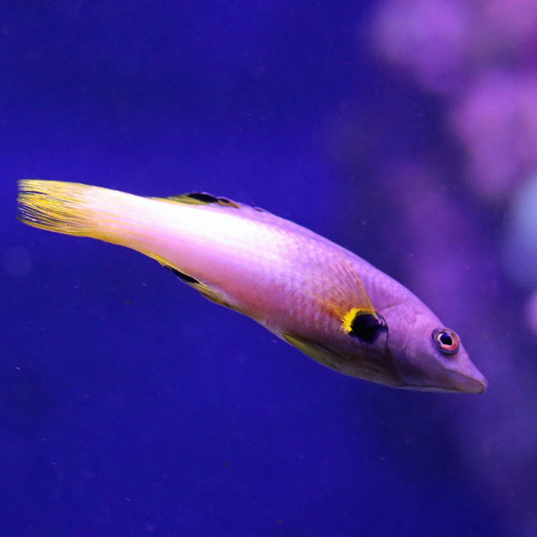 Axilspot Hogfish male