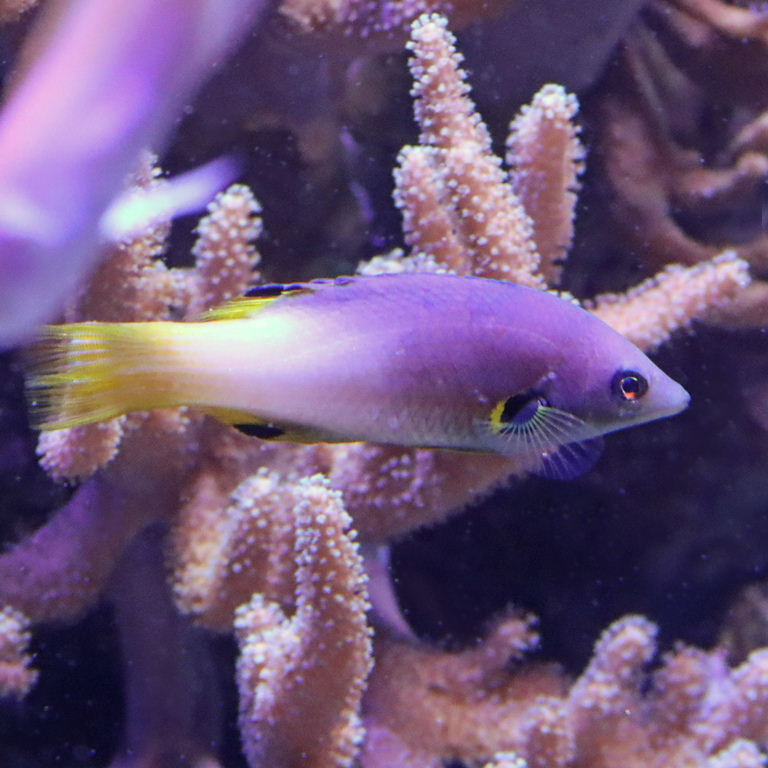 Axilspot Hogfish male