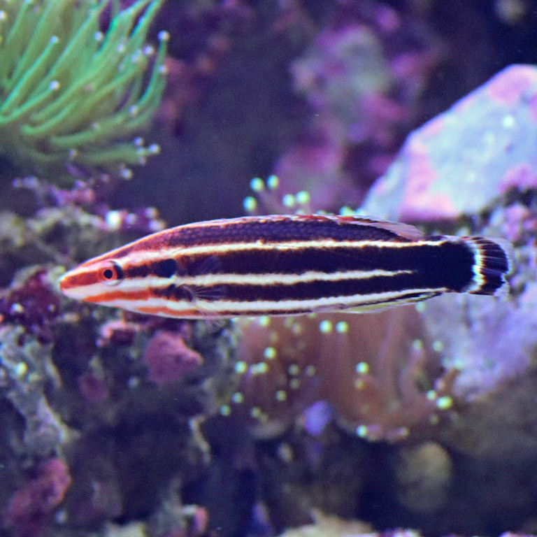 Crescent-tail Hogfish