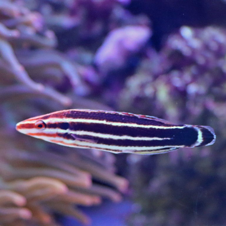 Crescent-tail Hogfish