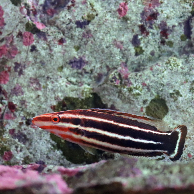 Crescent-tail Hogfish