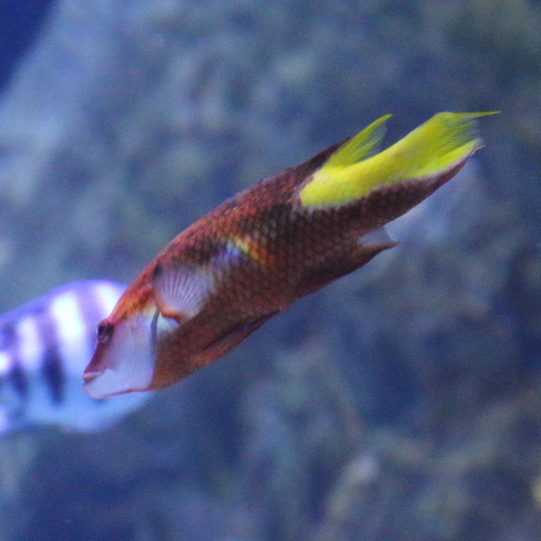Cuban Hogfish