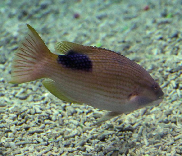 Saddleback Hogfish