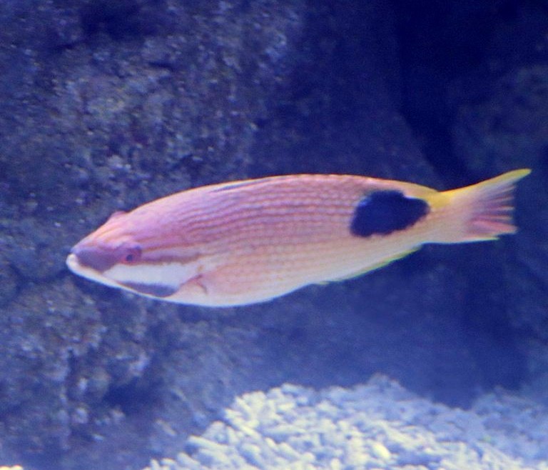 Saddleback Hogfish