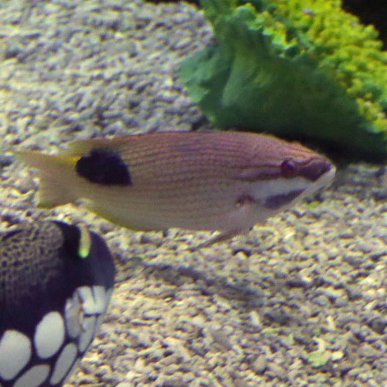 Tarry Hogfish