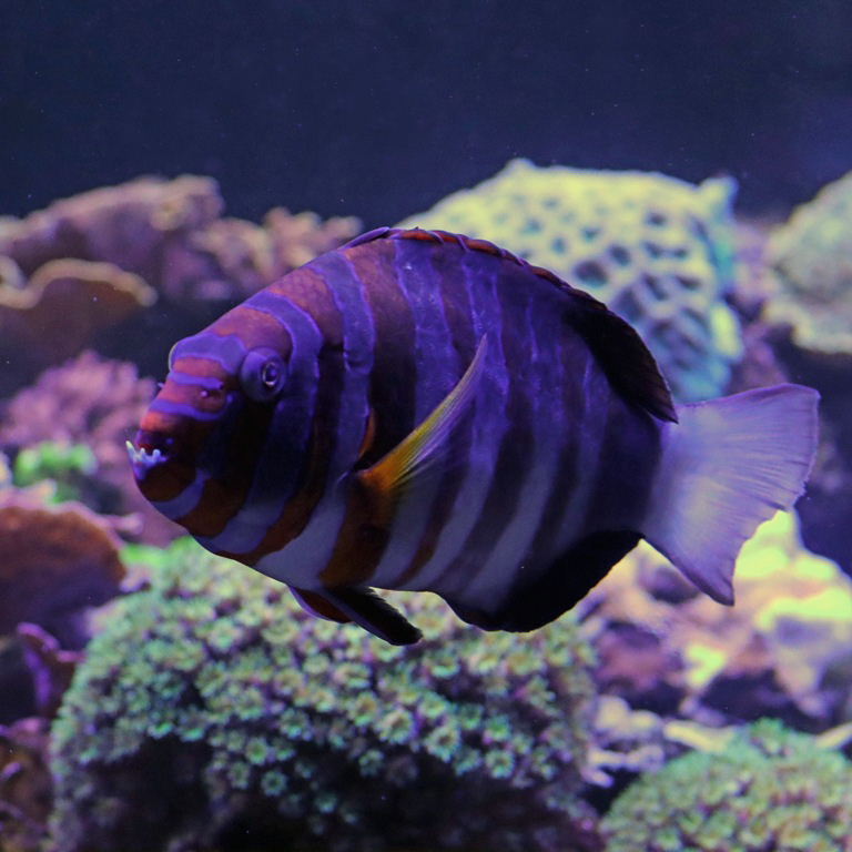 Harlequin Tuskfish
