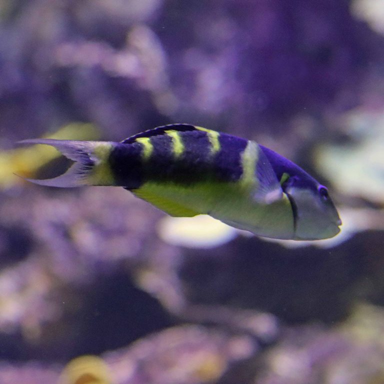 Jansen's Wrasse