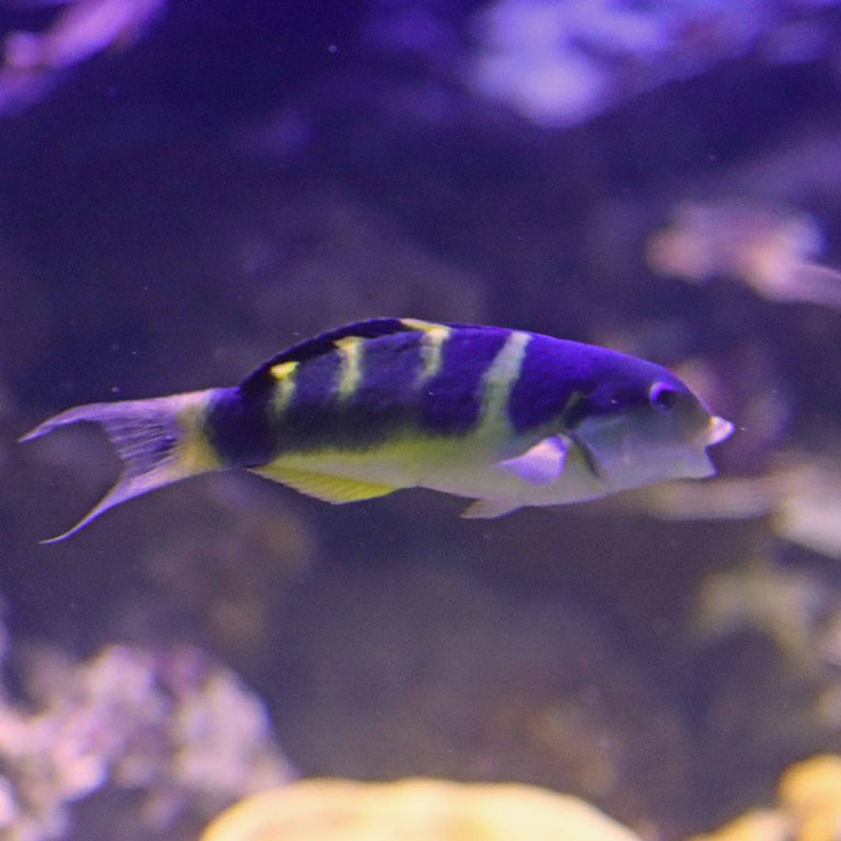 Jansen's Wrasse