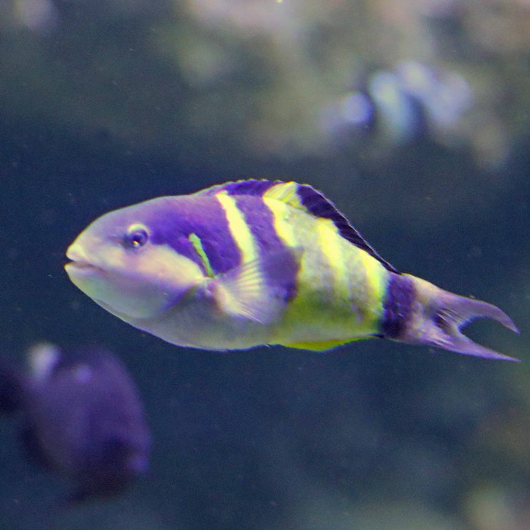 Jansen's Wrasse