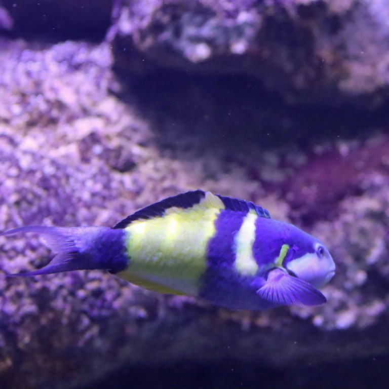 Jansen's Wrasse