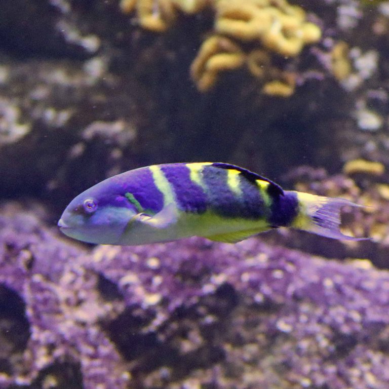 Jansen's Wrasse