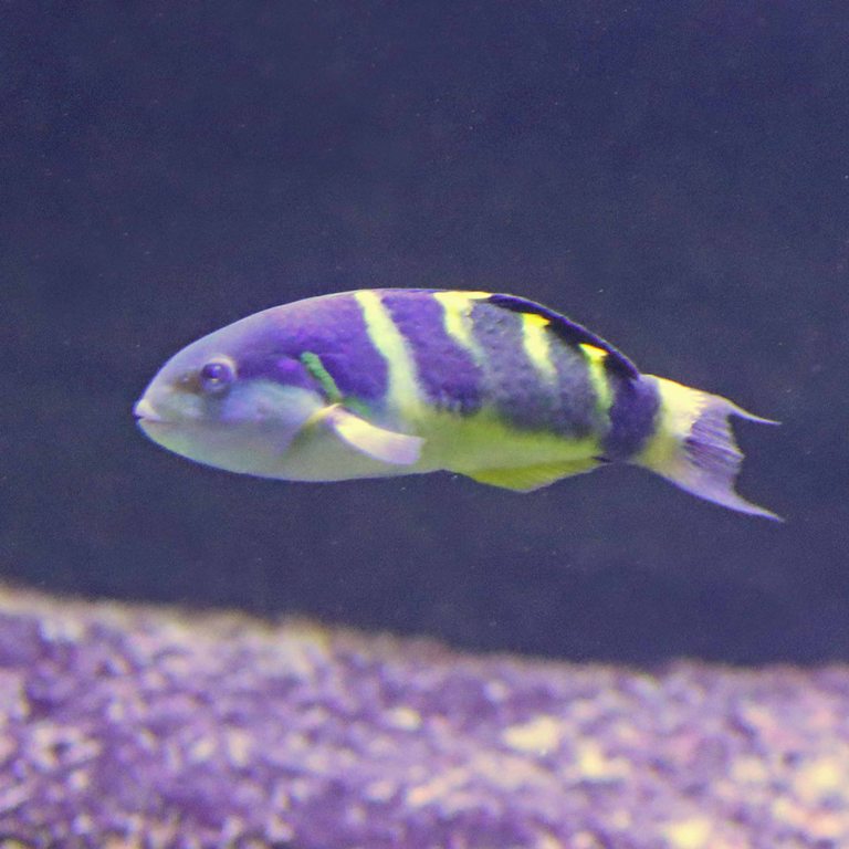 Jansen's Wrasse