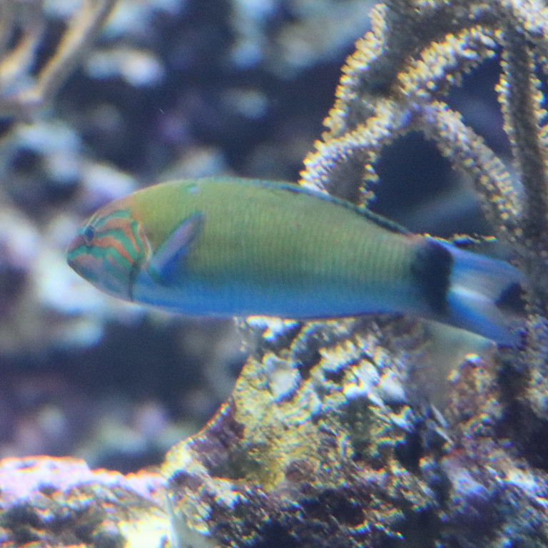 Moon Wrasse juvenile
