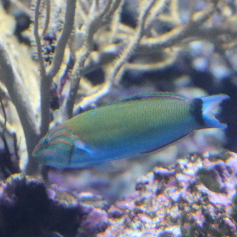 Moon Wrasse juvenile