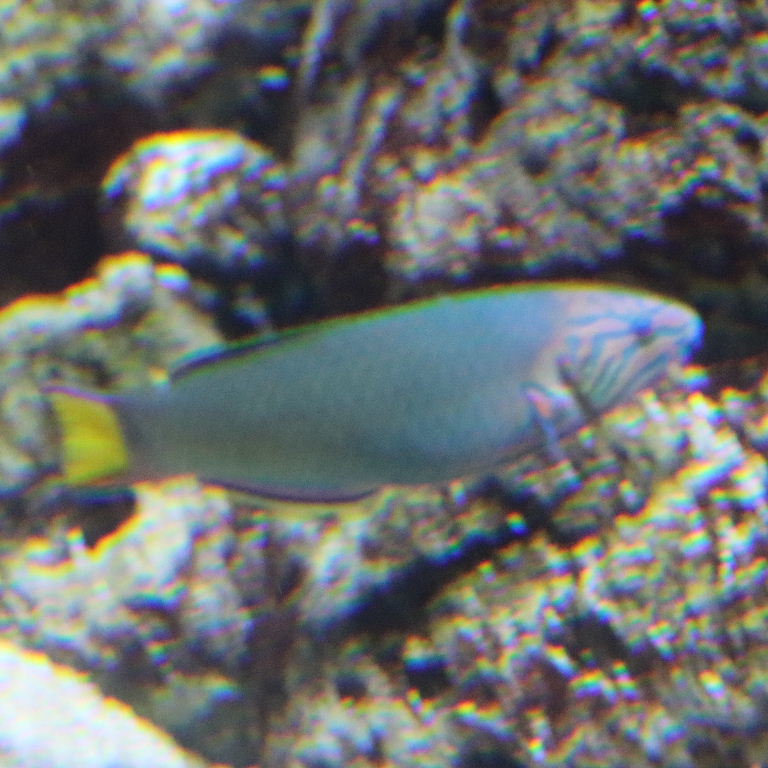 Moon Wrasse female