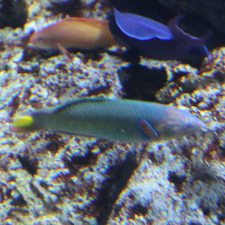 Moon Wrasse female