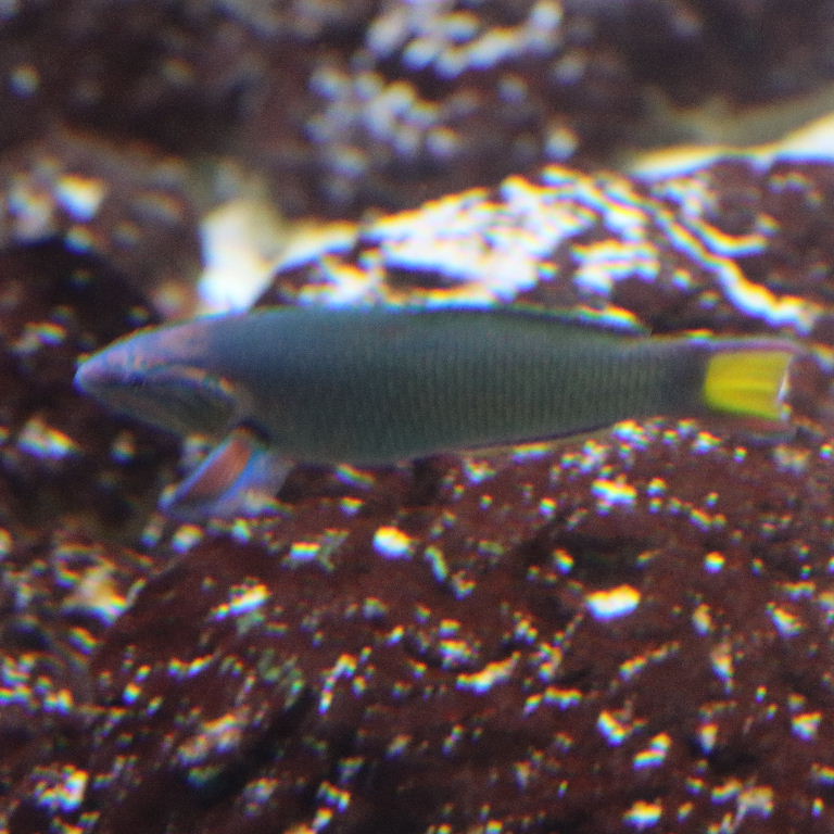 Moon Wrasse female