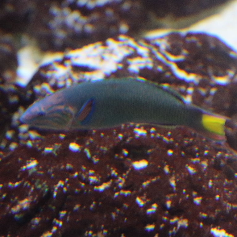 Moon Wrasse female