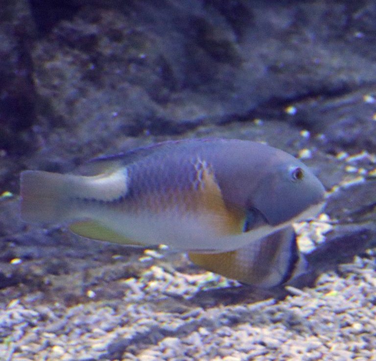 Orange-dotted Tuskfish