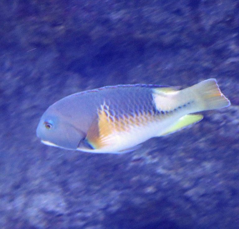 Orange-dotted Tuskfish