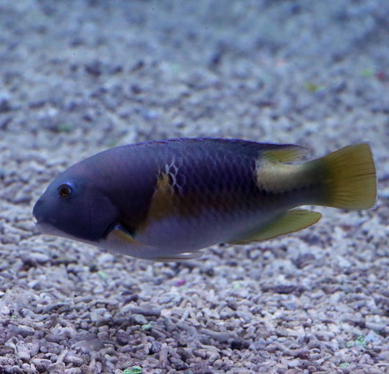 Orange-dotted Tuskfish