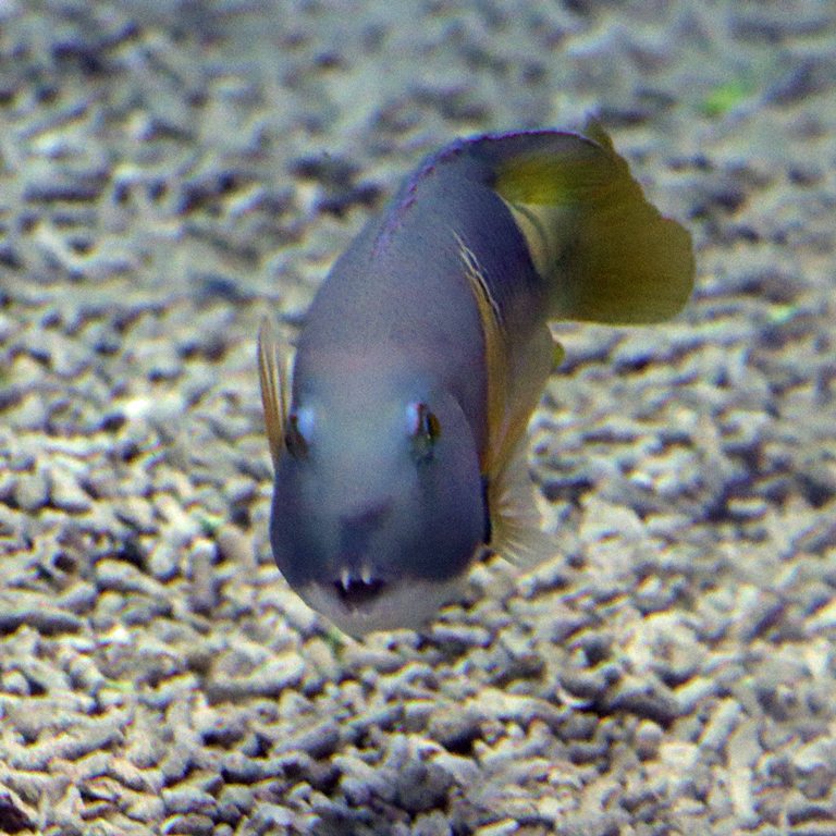 Orange-dotted Tuskfish