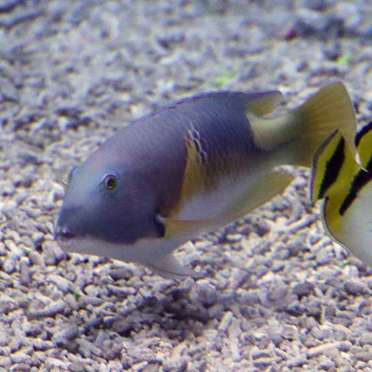 Orange-dotted Tuskfish