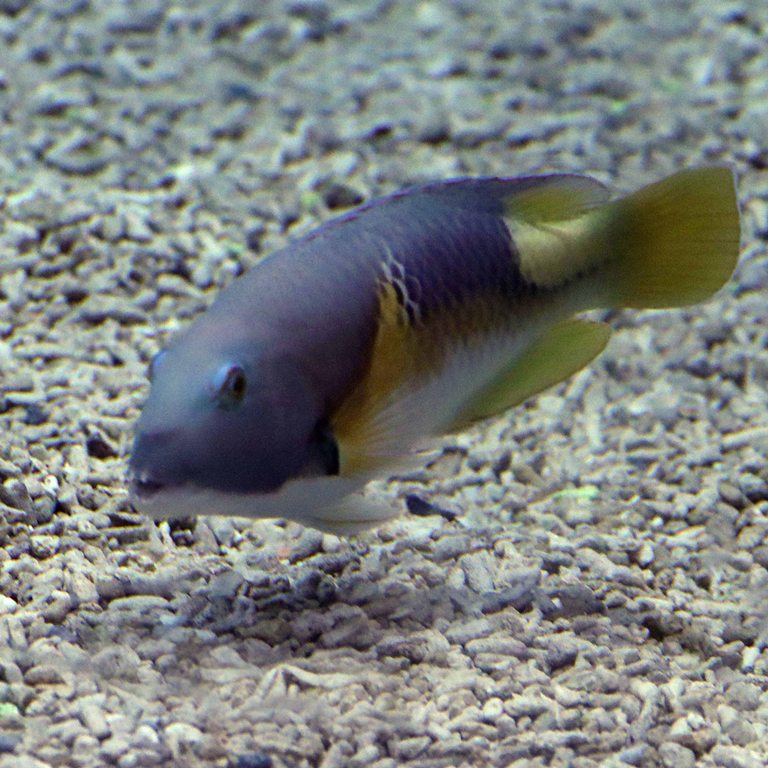 Orange-dotted Tuskfish