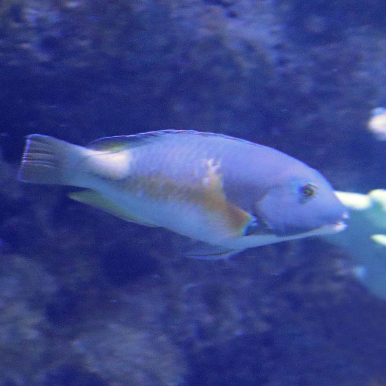 Orange-dotted Tuskfish