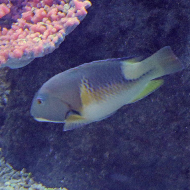 Orange-dotted Tuskfish