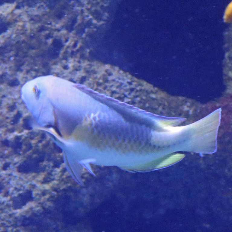 Orange-dotted Tuskfish