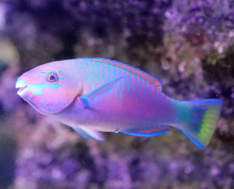 Quoy's Parrotfish
