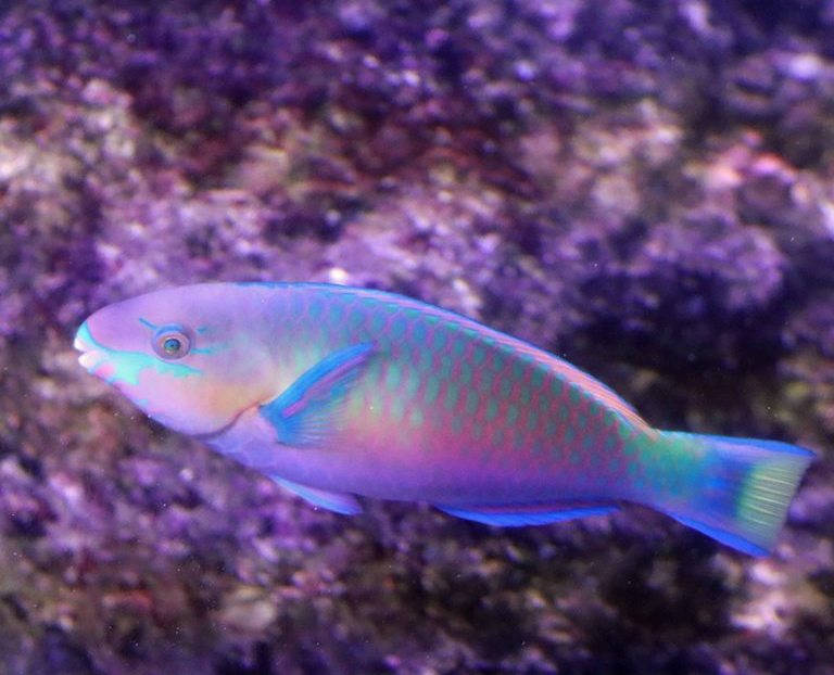 Quoy's Parrotfish