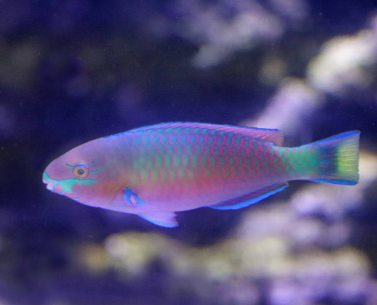 Quoy's Parrotfish