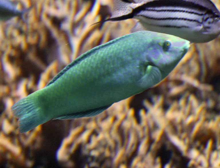 Green Coris Wrasse