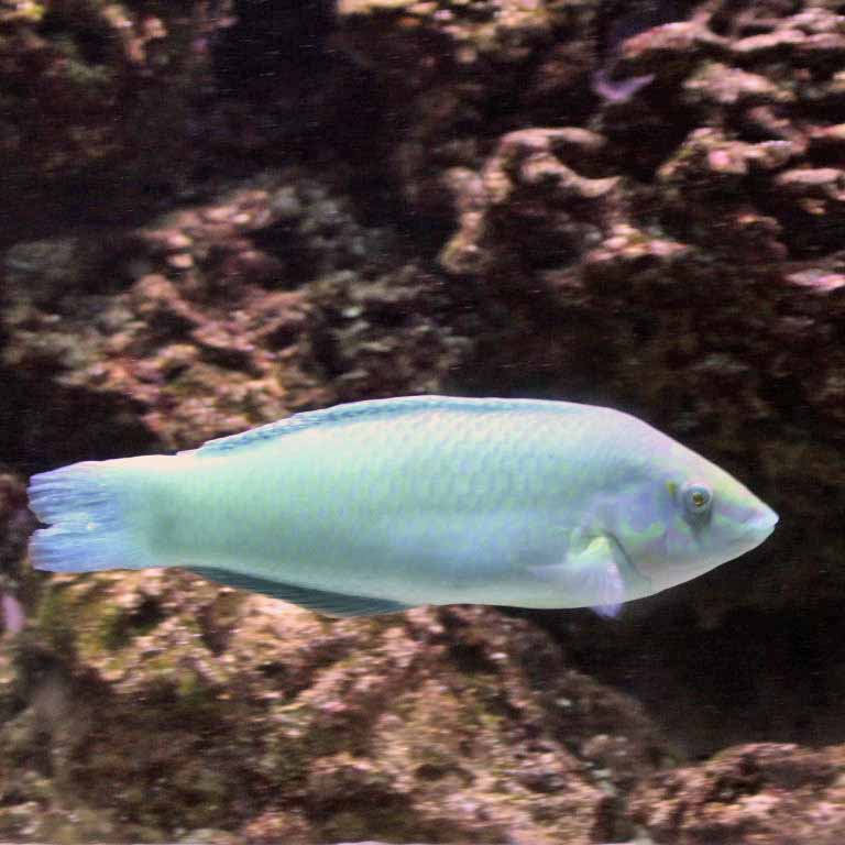 Pastel-green Wrasse