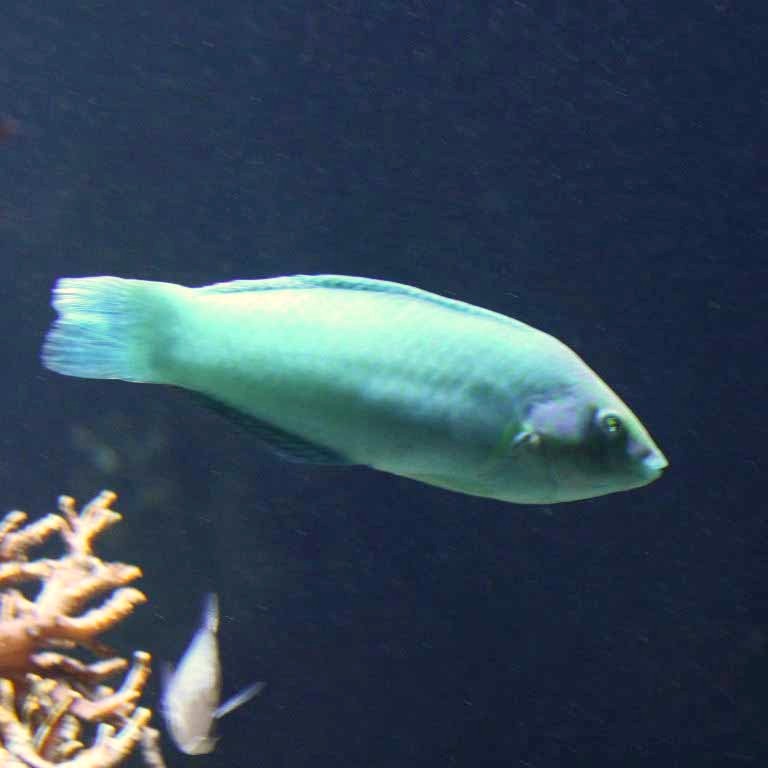Pastel-green Wrasse