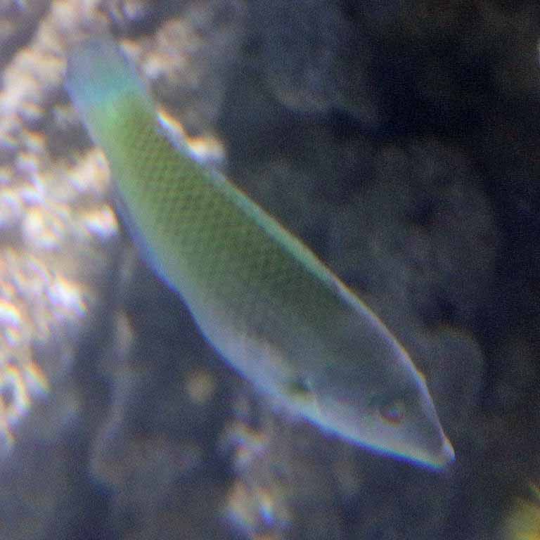 Pastel-green Wrasse