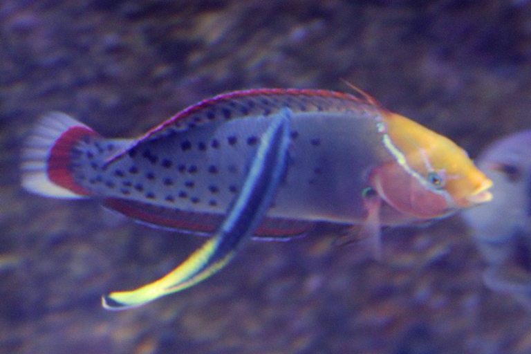Queen Coris sub-adult