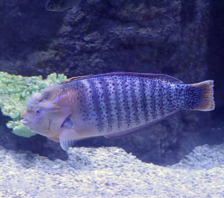 Queen Coris male