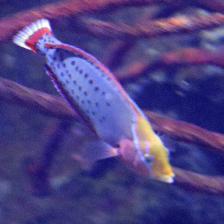 Queen Coris female sub-adult