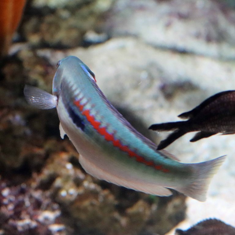Mediterranean Rainbow Wrasse male