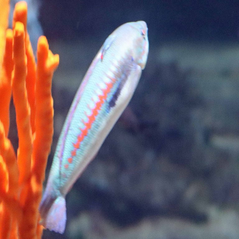 Mediterranean Rainbow Wrasse male