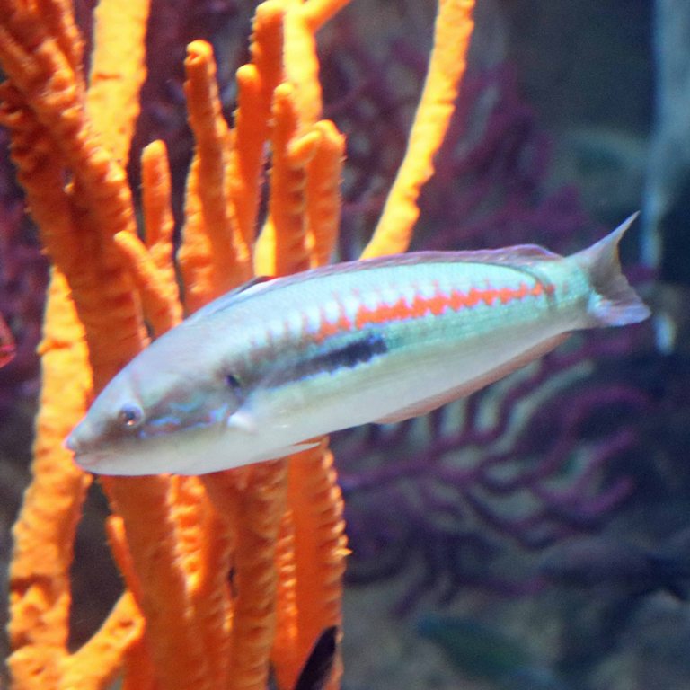 Mediterranean Rainbow Wrasse male