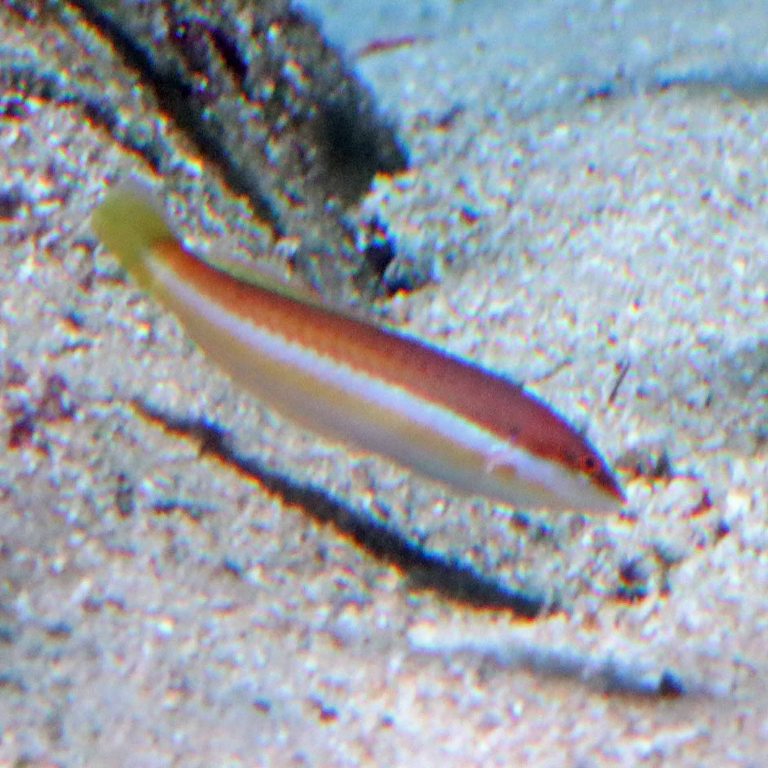 Mediterranean Rainbow Wrasse female