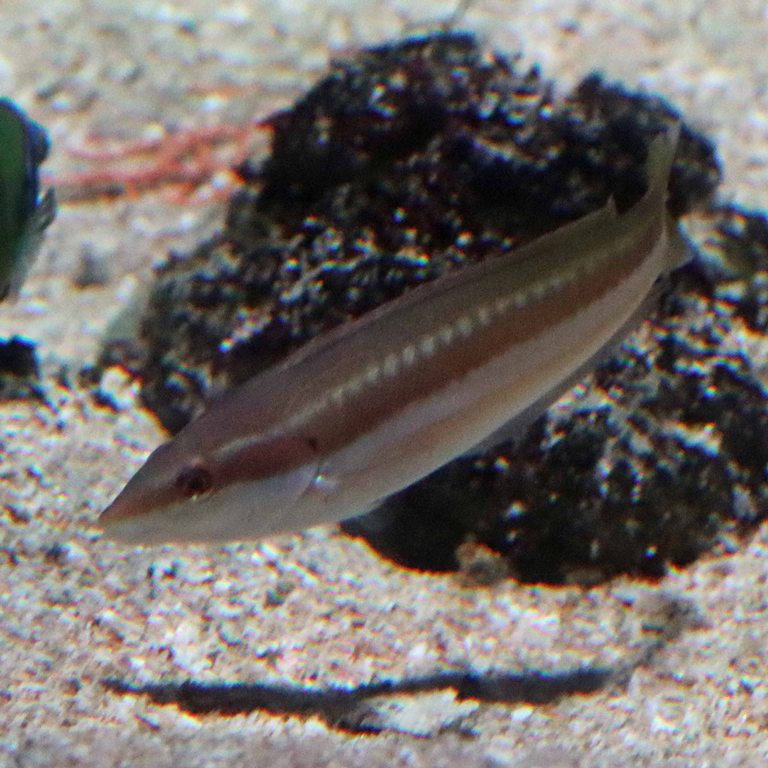 Mediterranean Rainbow Wrasse female