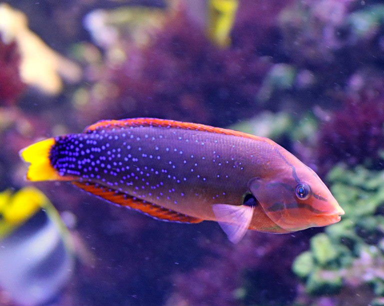 Red Coris Wrasse