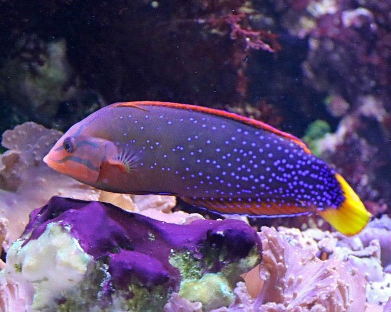 African Coris Wrasse