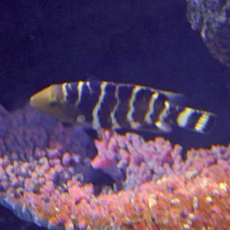 Red-breasted Wrasse
