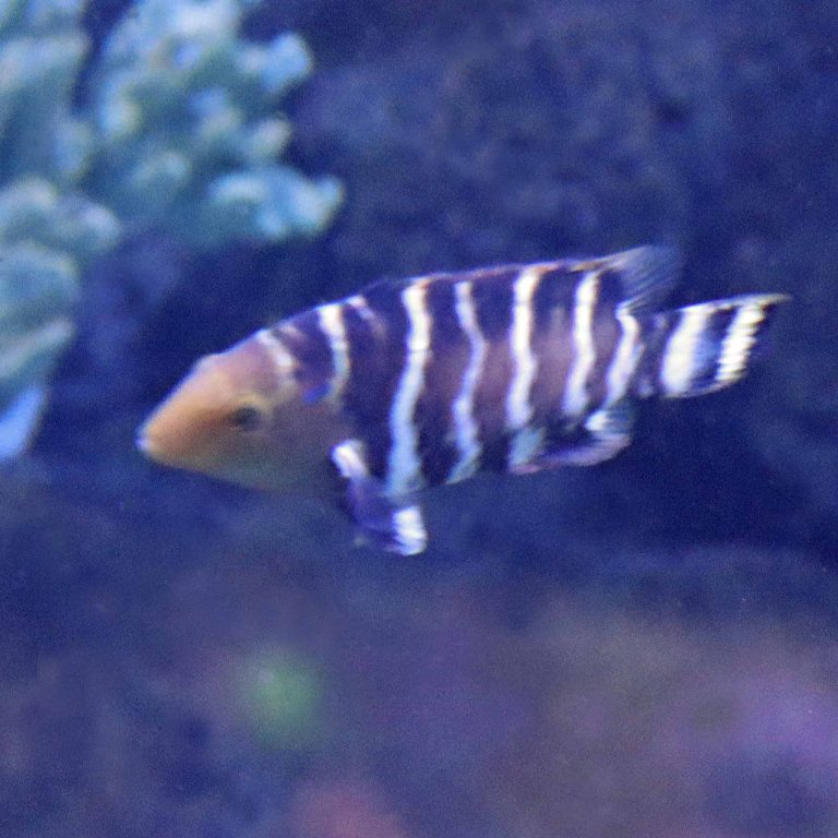Red-breasted Wrasse